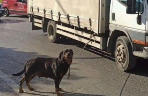 Köpeği kamyonete iple bağlayan şahıs kısa sürede yakalandı, para cezası kesildi