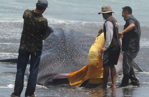 Ürküten görüntü! Dev köpekbalığı sahile vurdu