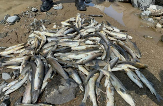 Akarsu ıslahında suya çimento karıştı! Binlerce balık telef oldu!