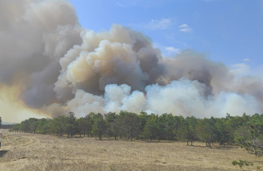 Tekirdağ'da orman yangını çıktı
