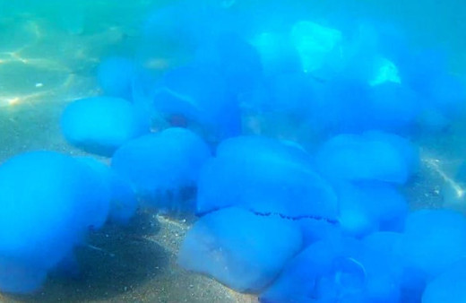 İzmir Foça’da denizanası istilası sürüyor! Su altı kamerasıyla görüntülendi