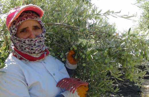 Yılın ilk sofralık zeytin hasadı Mersin'de başladı