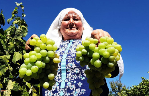 Coğrafi işaretli Çavuş Üzümü’nde hasat zamanı!