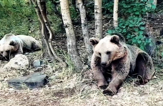 'Saldırmıyor korkmayın' dediği ayılar tarafından saldırıya uğradı!