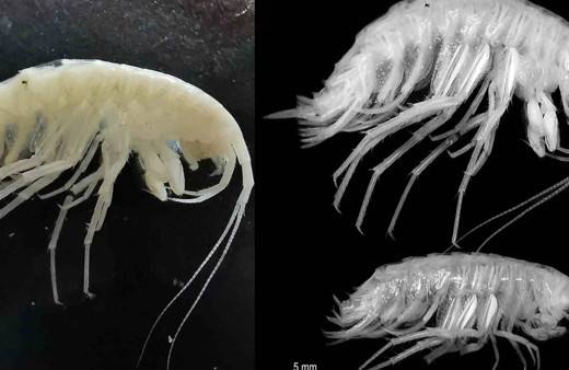 Gözleri yok kimyasal reseptörleri var! Türkiye'de yeni canlı türü keşfedildi