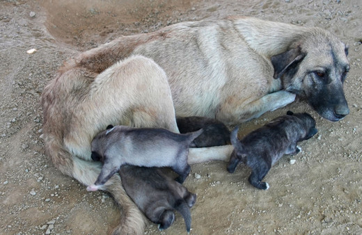 Mersin'de uçurumda mahsur kalan köpek ve 5 yavrusu kurtarıldı!