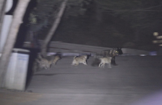 Ankara'da başıboş köpekler ayıya saldırdı! O anlar kameralara yakalandı