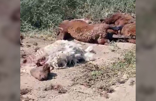 Iğdır’da yol kenarında küçükbaş hayvan ölüleri bulundu