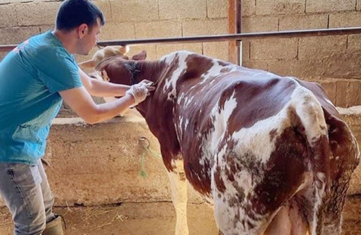 Antalya Gazipaşa’da şap aşısı yapılmaya başlandı!