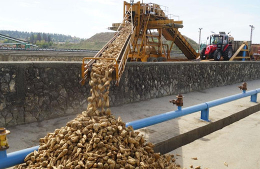 Kastamonu Şeker Fabrikasında pancar alım kampanyası başladı