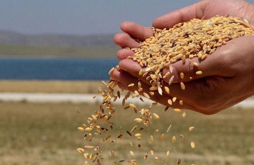 TMO rekor kırdı! Tarihinin en büyük hububat alımını yaptı!