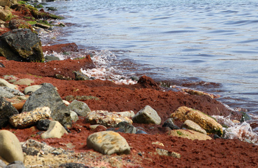 Tekirdağ'da sahil kıpkırmızı oldu! Sebebi poyraz!