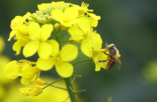 Tarım ve Orman Bakanlığı tozlaştırıcı böcek türlerinin korunması için çalışacak