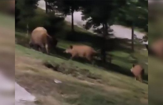 Aç kalan domuzlar İstanbul'un göbeğine indi! O anlar kameralara yansıdı