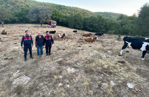 Eskişehir'de kaybolan büyükbaş hayvan sürüsü dronla bulundu
