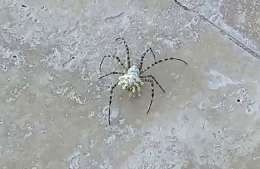 Dünyanın en zehirli örümceği bu defa Tokat'ta görüldü!