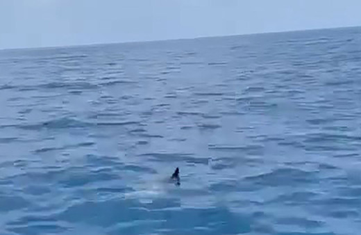 Koruma altındaki ay balığı Antalya'da görenleri büyüledi! Tekne turu yapan vatandaşlara şov yaptı