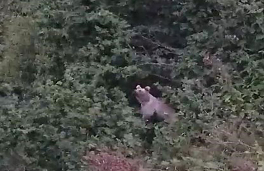 Rize'de bahçeye giren ayılar fındık keyfi yaptı! Bahçe sahibi kameraya çekerken ayılara seslendi