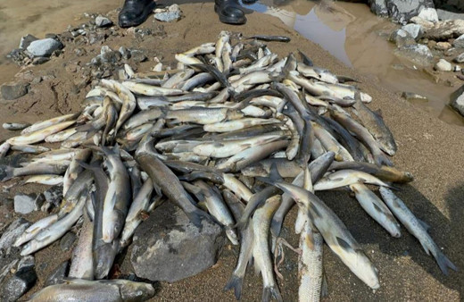 Samsun'daki balık ölümlerinin nedeni belli oldu!