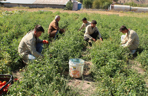 Öğrencilerin yetiştirdiği domates okul pansiyonlarının ihtiyacını karşılıyor