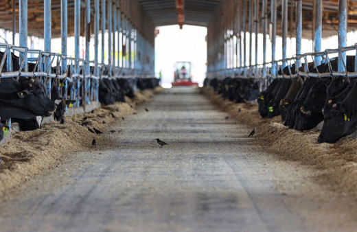 73 bin hayvanlık çiftlik hem et hem elektrik üretiyor!