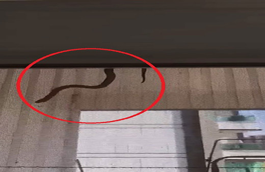 Diyarbakır'da eve giren  yılan dehşet dolu anlar yaşattı! Perdeden süzüldü, inmeye çalıştı