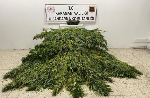 Mısırların arasına gizleyerek kenevir ektiler! Karaman'da uyuşturucu ekili tarlaya operasyon
