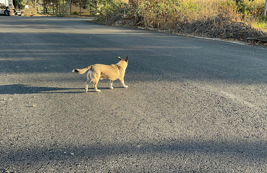 Sakarya'da sokak köpeği dehşeti! Küçük kızı bacağından yaralandı