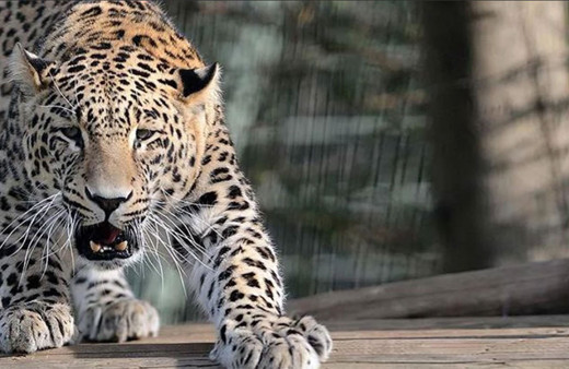 Pakistan'da leopar dehşeti! Pazara inen leopar 2 kişiyi yaraladı
