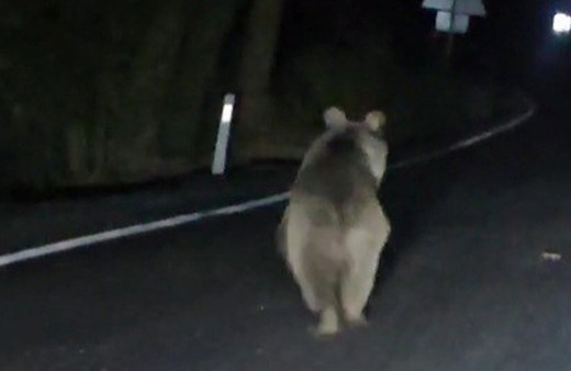Safranbolu'da önüne çıkan ayıyı aracıyla kara yolundan böyle kovaladı o anlar görüntülendi