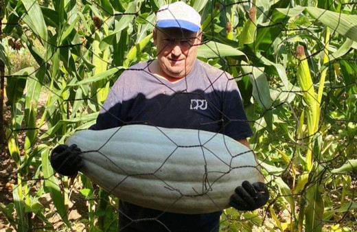 Ata tohumun bereketi! 30 kiloluk bal kabağı yetiştirdi!