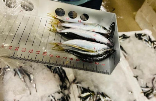 İstanbul'da 3 ton istavrit balığına el konuldu, 6 kişiye ceza yağdı