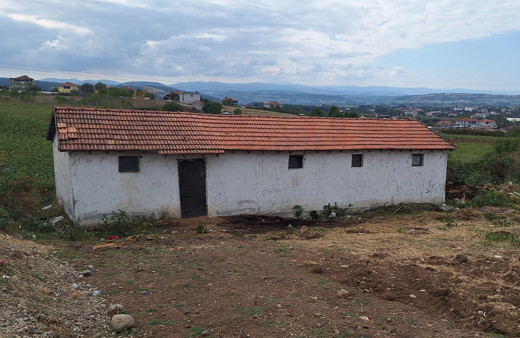 Samsun'da ahırda 11 buzağı boğularak telef edilmiş halde bulundu