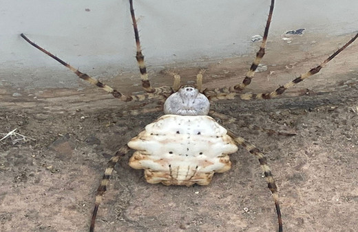 Son olarak Tokat'ta görülmüştü! O örümcekle ilgili zmanlardan vatandaşları rahatlatan açıklama