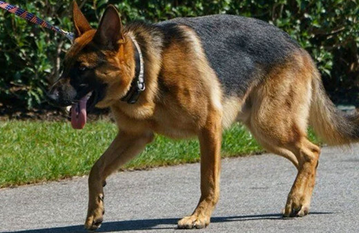 ABD Başkanı Biden'ın köpeği 'Commander' bir Gizli Servis personelini daha ısırdı