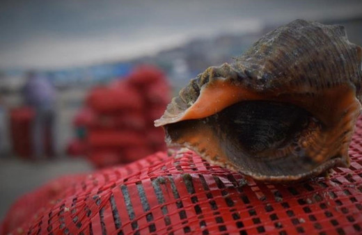 Türkiye'nin deniz salyangozu ihracatı 8 ayda 11,6 milyon doları aştı!