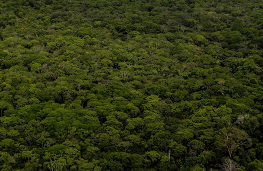 Brezilya Amazonlarında kuraklık! 500 bin kişiyi olumsuz etkileyebilir!