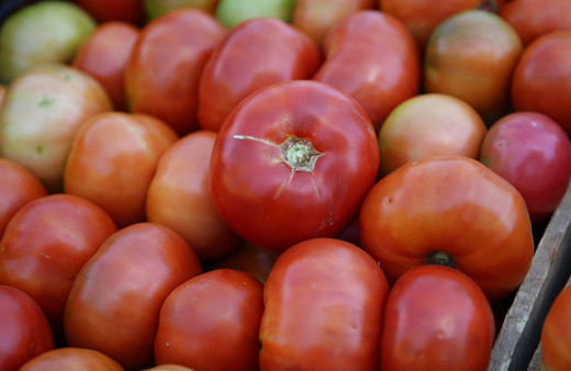 Bingöl'ün "guldar domatesi" coğrafi işaretle tescillendi