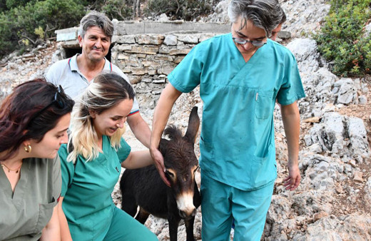 Fethiye'de denize düşen eşek kurtarıldı!