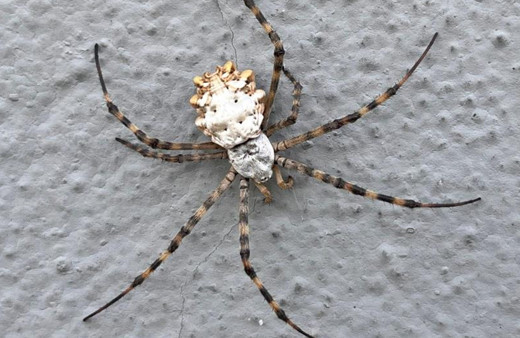 Loblu örümcek yayılıyor bu kez Tekirdağ'da ortaya çıktı! İnsanı öldürür mü?