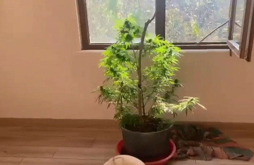 Trabzon'da zehir tacirlerinin evinin her odasından saksılarda kenevir çıktı