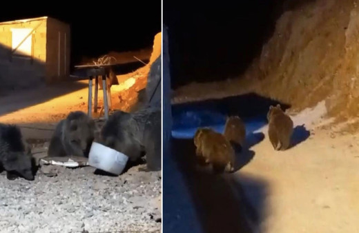 Hakkari'de aç kalan 4 ayı şantiyede yiyecek aradı