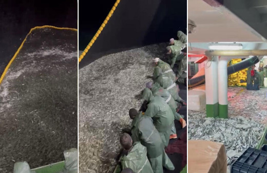 Tek seferde 75 ton sardalya yakaladılar!