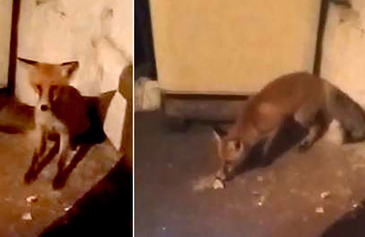 Ardahan'da aç kalan tilki, köye inip eve girdi!