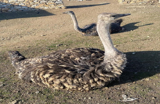 Yakalayamadığı deve kuşuna sinirlenip vurdurdu!