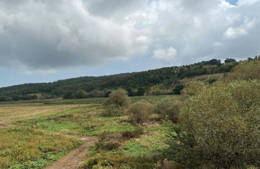 İstanbul'da domuz nöbetinde arkadaşını av tüfeğiyle vurarak öldürdü
