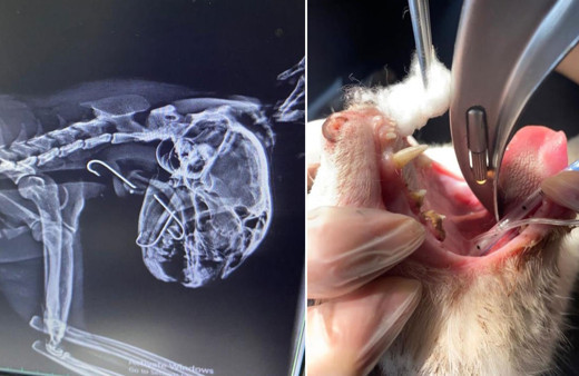 Zavallı kedinin boğazından üç olta kancası çıktı!