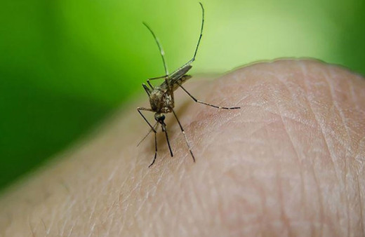 Bangladeş'te "Dang humması"ndan neredeyse bin kişi öldü!