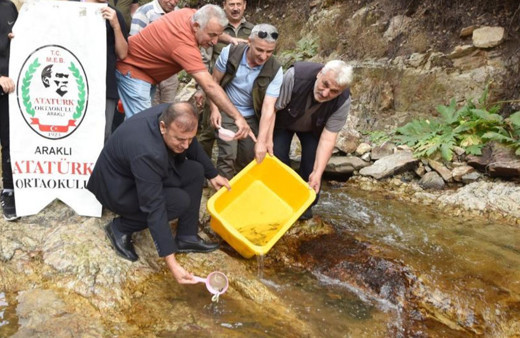 Trabzon'da 5 bin kırmızı benekli doğal alabalık yavrusu bırakıldı!