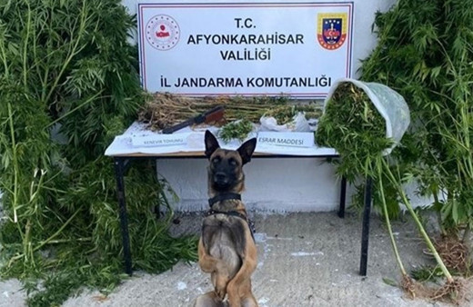 Keneviri ekti, yetiştirdi, hasat ederken yakalandı!